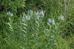 Amsonia repens
