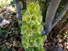 Moluccella laevis