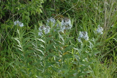 Amsonia repens