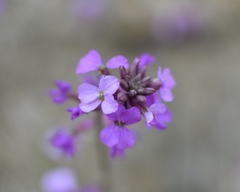 Erysimum lagascae