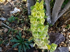 Moluccella laevis