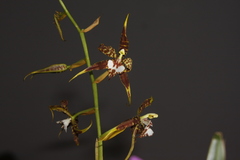 Rhynchostele cordata