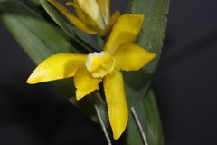 Prosthechea karwinskii