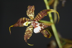 Rhynchostele cordata