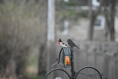 Pheucticus ludovicianus