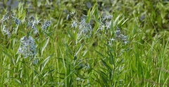 Amsonia repens
