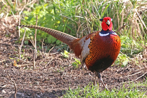 Chinese Ring-necked Pheasant
