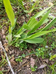 Eryngium yuccifolium