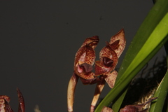 Maxillaria meleagris
