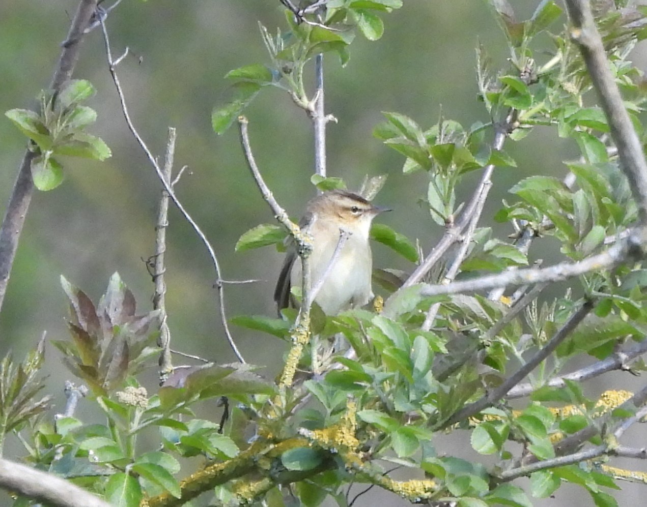 Sedge Warbler