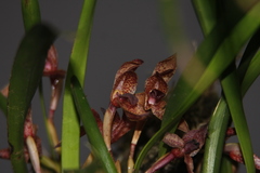 Maxillaria meleagris