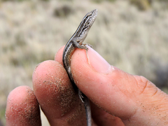 Liolaemus gracilis