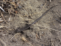 Liolaemus gracilis