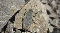 Brachaspis nivalis