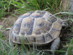 Testudo graeca