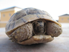 Testudo graeca