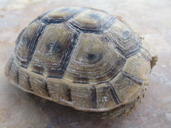 Testudo graeca