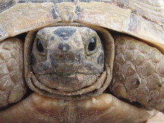 Testudo graeca