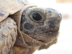 Testudo graeca