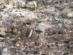 Berkleasmium concinnum