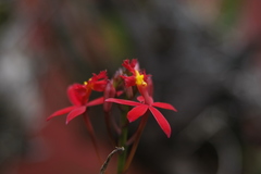 Epidendrum × obrienianum