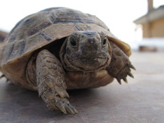 Testudo graeca