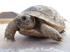 Testudo graeca