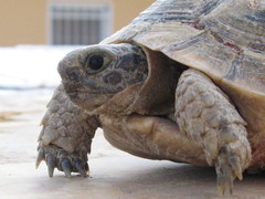 Testudo graeca