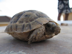 Testudo graeca