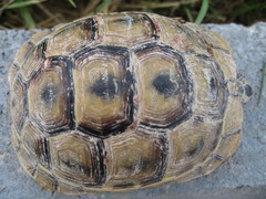 Testudo graeca