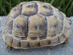 Testudo graeca