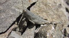 Brachaspis nivalis