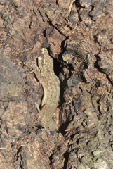 Phyllodactylus palmeus