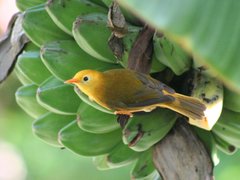 Golden White-Eye photo 4