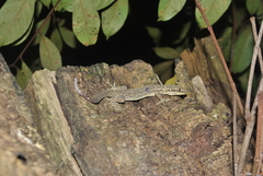 Phyllodactylus palmeus