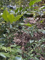 Sarcococca
