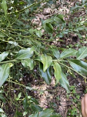 Sarcococca
