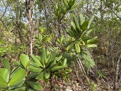 Myrsine cubana