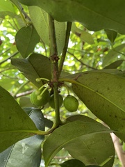 Garcinia intermedia