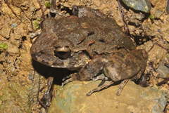 Craugastor laevissimus