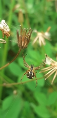 Neoscona adianta