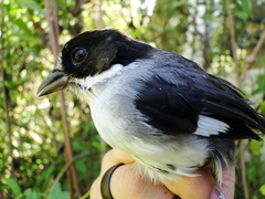 Atlapetes leucopterus