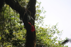 Disocactus ackermannii