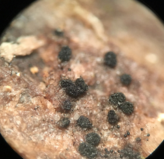 Berkleasmium concinnum