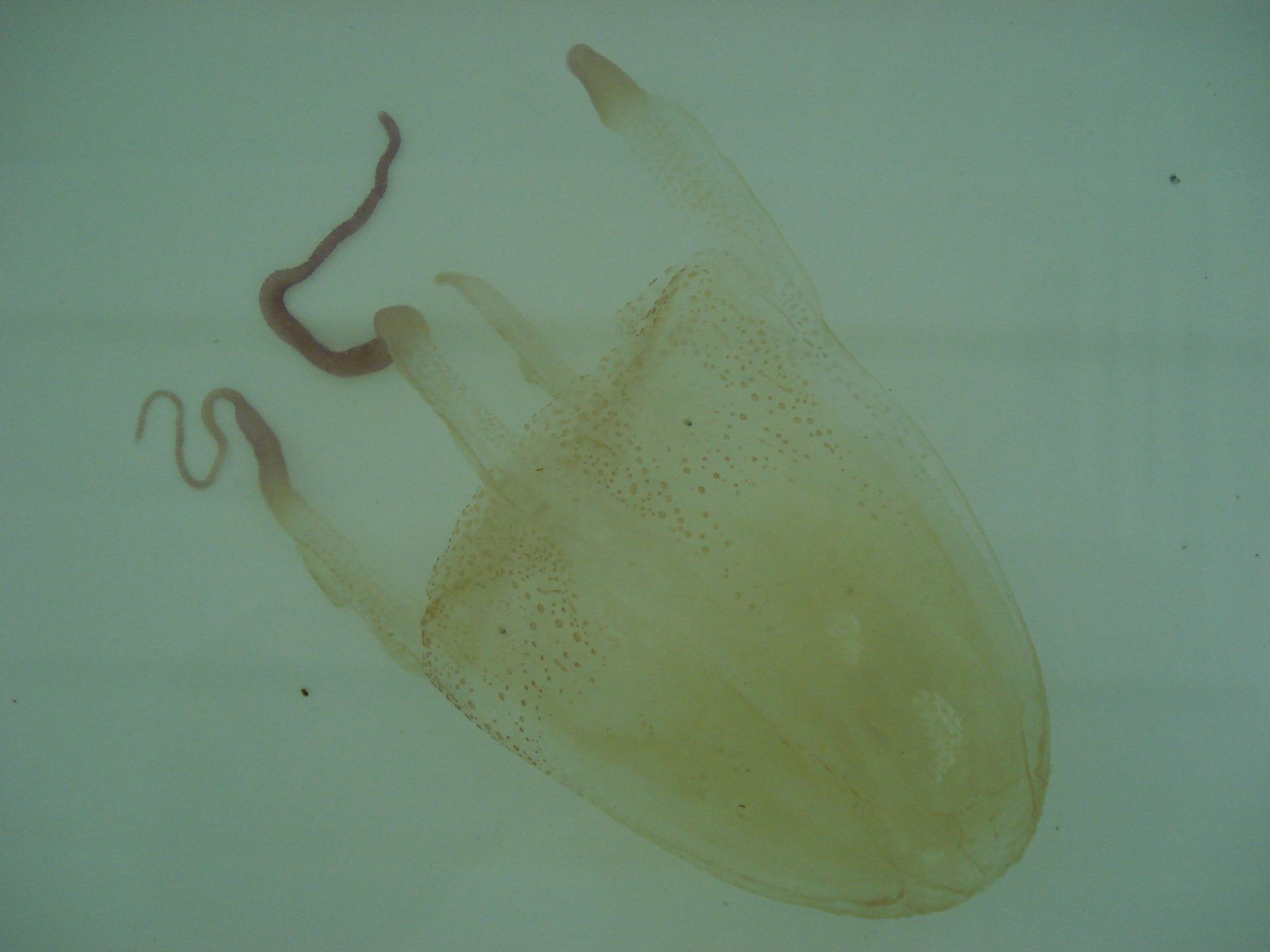 Tamoya haplonema F.Müller, 1859