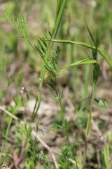 Vicia tetrasperma