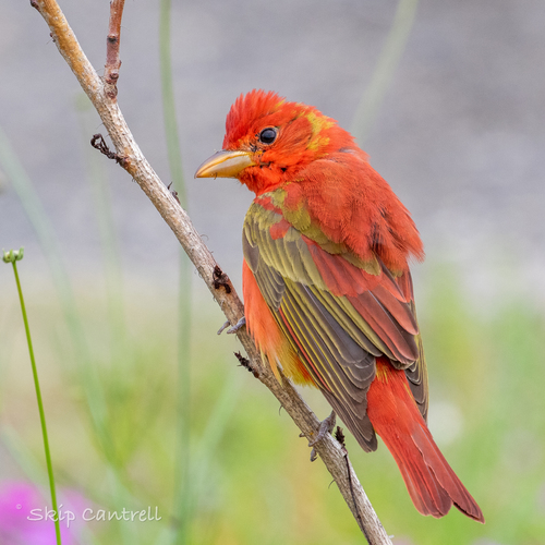Summer Tanager, photo 10 of 10
