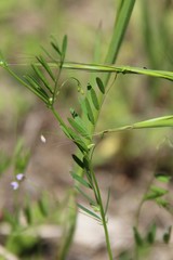 Vicia tetrasperma