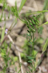 Vicia tetrasperma