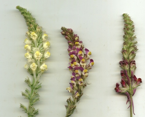 Linaria multicaulis image